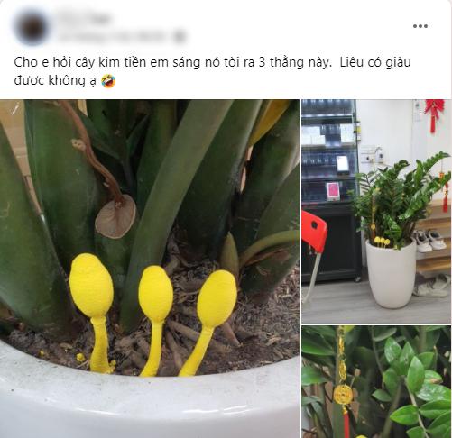 Cây kim tiền xuất hiện vật lạ, dân mạng hài hước hiến kế cách sử dụng-1