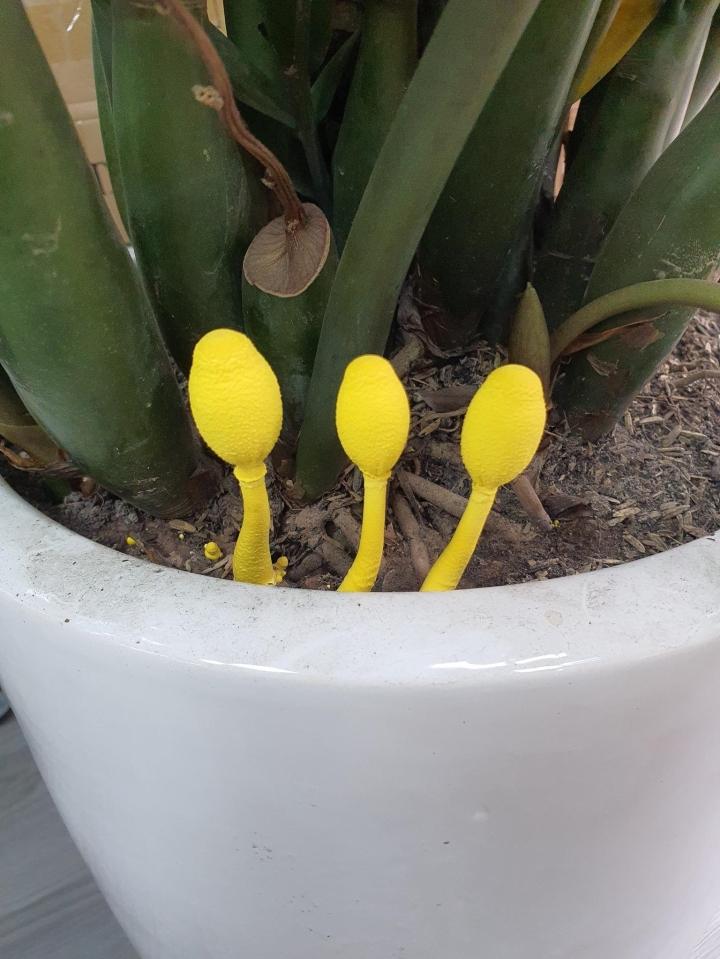 Cây kim tiền xuất hiện vật lạ, dân mạng hài hước hiến kế cách sử dụng-2