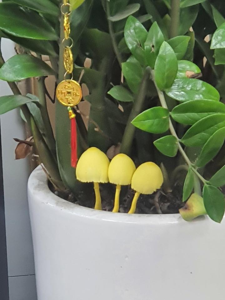 The money tree appeared strange, netizens humorously suggested how to use it-3