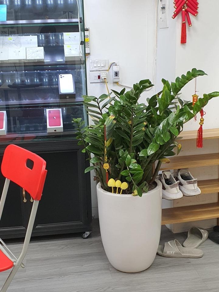 Cây kim tiền xuất hiện vật lạ, dân mạng hài hước hiến kế cách sử dụng-4