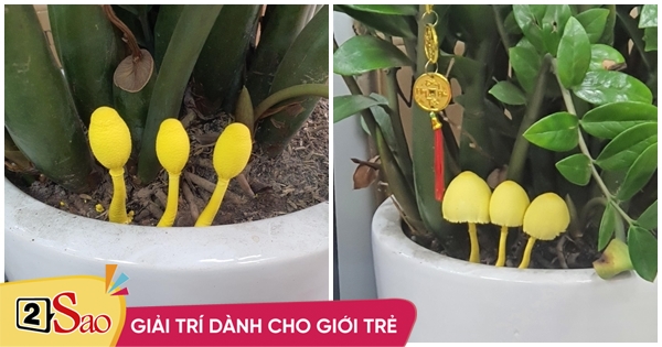 The money tree appeared strange, netizens humorously suggested how to use it