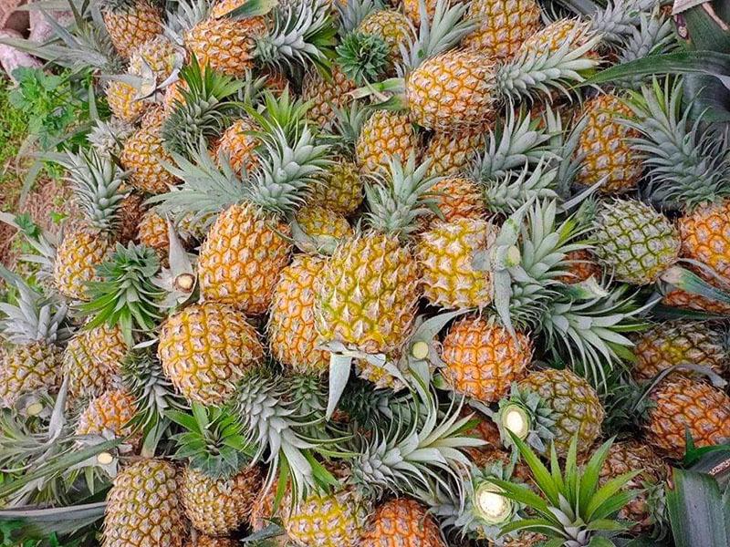 Đặc sản Lào Cai: Món ngon ứa mật, giá rẻ đổ đống-2