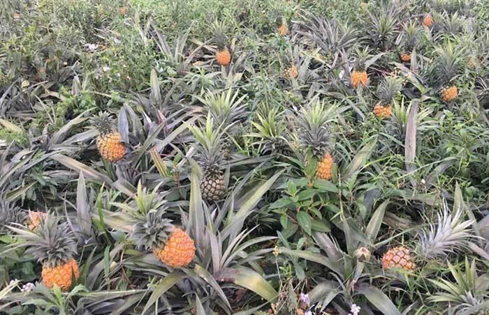 Đặc sản Lào Cai: Món ngon ứa mật, giá rẻ đổ đống-3