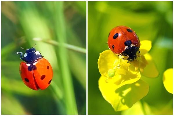 4 con giáp nữ sinh vào khung giờ này càng có tuổi càng sở hữu tài sản khủng-3