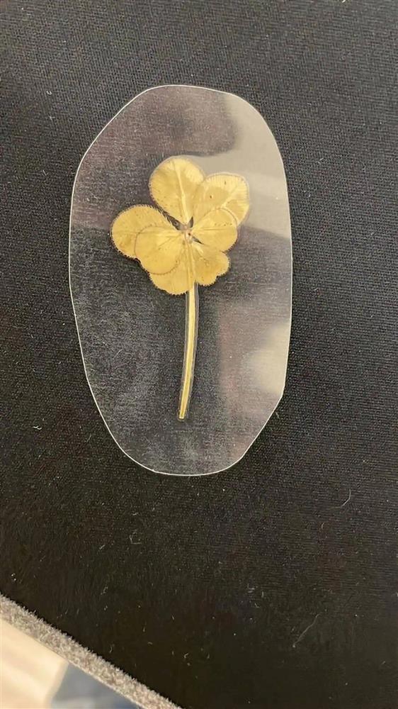 Sưu tầm cỏ bốn lá gần 4 thập kỷ trở thành người may nhất thế giới-3