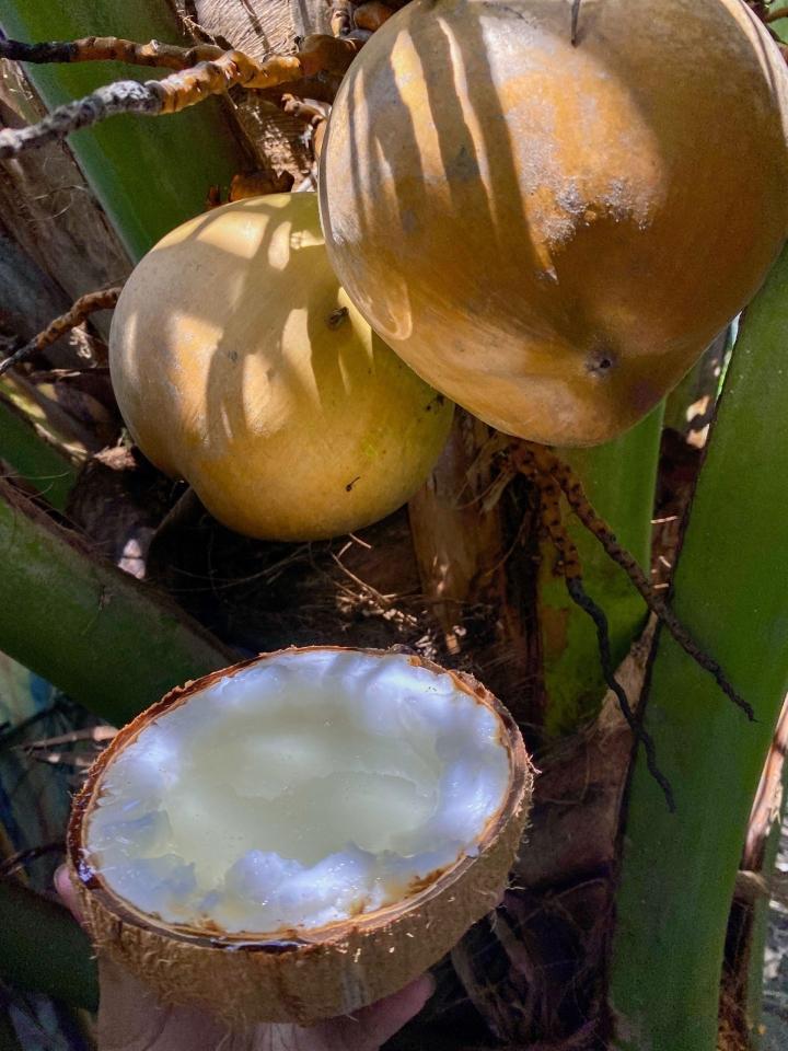Quả dừa trông bình thường lại có giá 300.000 đồng, bổ ra mới biết đáng tiền-1