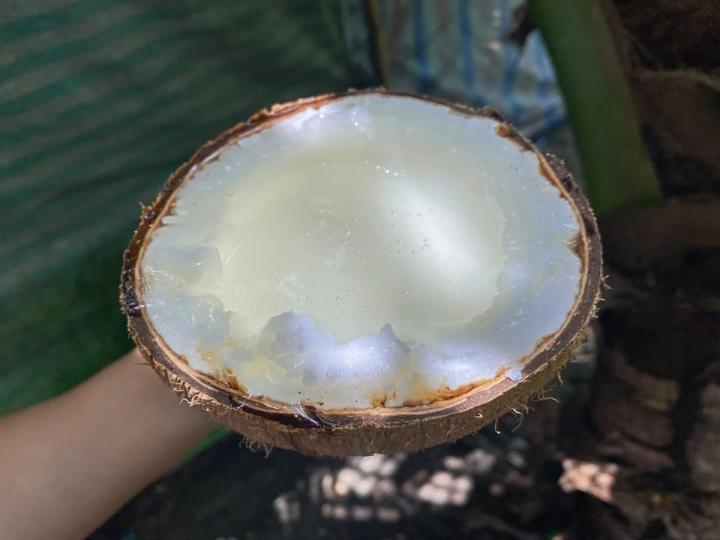 Quả dừa trông bình thường lại có giá 300.000 đồng, bổ ra mới biết đáng tiền-2