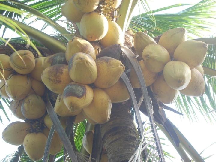 Quả dừa trông bình thường lại có giá 300.000 đồng, bổ ra mới biết đáng tiền-3