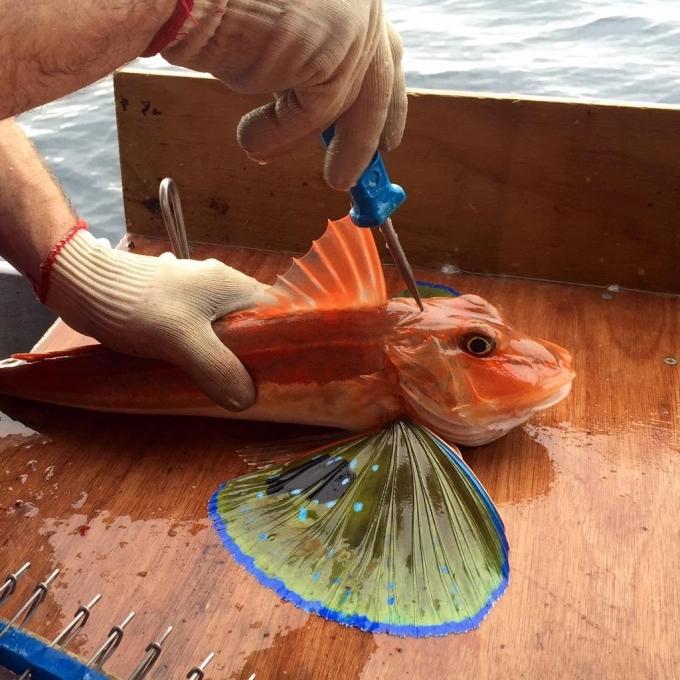 Kỹ nghệ chế biến cá nhân đạo của người Nhật Bản-1