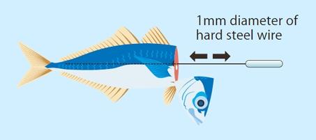 Kỹ nghệ chế biến cá nhân đạo của người Nhật Bản-4