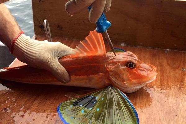 Bỏ đồ ăn lên bát làm bằng đá lạnh, món siêu thú vị của người Nhật-5