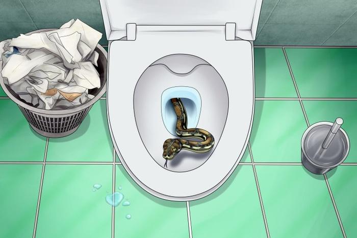 5 animals that feed in the toilet, should know to prevent unforeseen problems-1