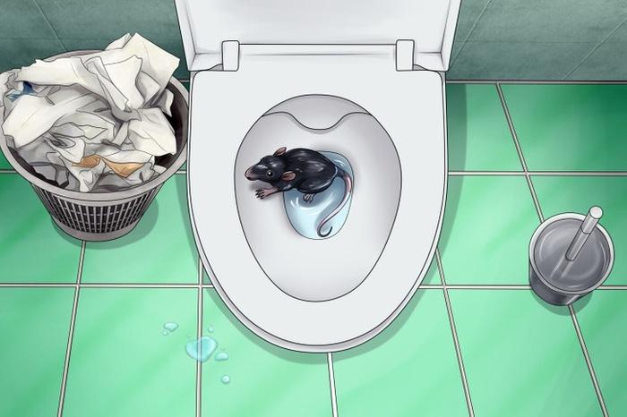 5 animals that feed in the toilet, you should know to prevent accidents-2