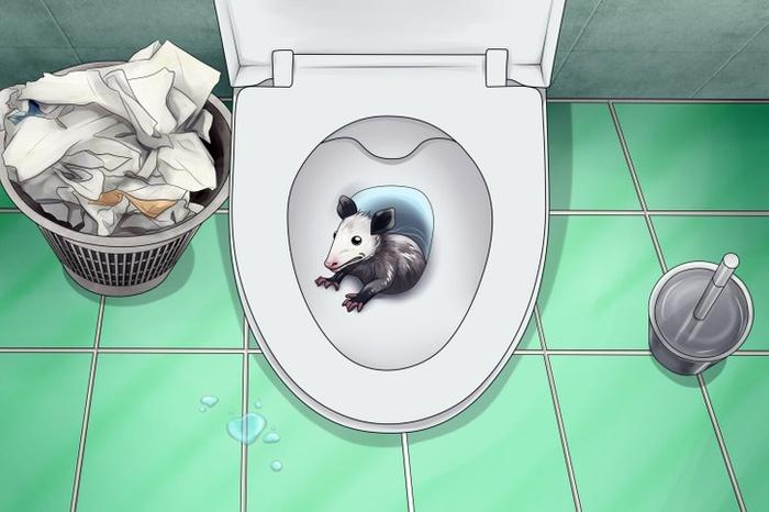 5 animals that feed in the toilet, you should know to prevent accidents-5
