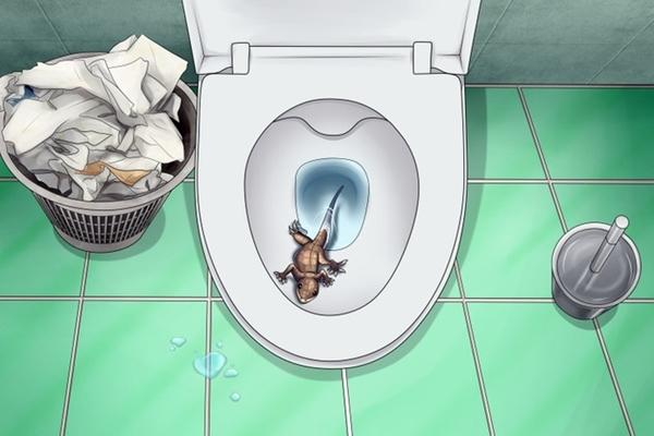 5 animals that feed in the toilet, you should know to prevent misfortune