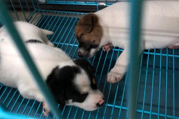 China: A county ordered to kill all pets in the house of people with COVID-19