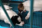 Trung Quốc: Một quận ra lệnh giết hết vật nuôi trong nhà người mắc COVID-19