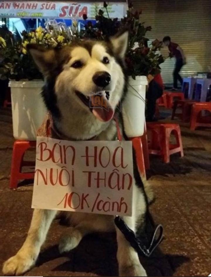 Các màn quảng cáo mời gọi có tâm, đọc xong đơ mất vài giây-6