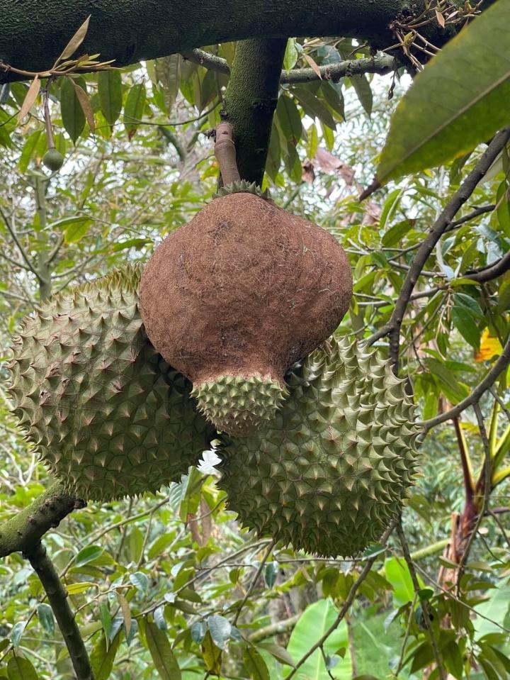 Sầu riêng đột biến mọc lạ lùng khiến dân mạng thi nhau ‘giải mã’-1