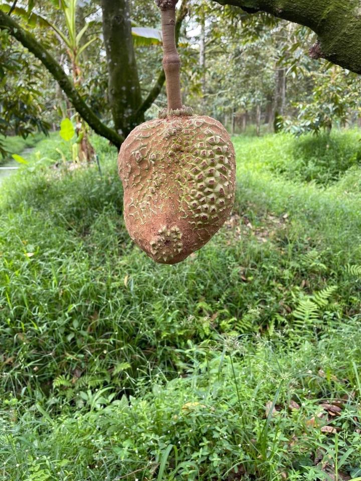 Sầu riêng đột biến mọc lạ lùng khiến dân mạng thi nhau ‘giải mã’-2