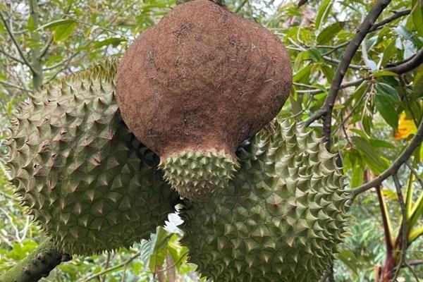 Mutant durian grows strangely, netizens compete to decipher