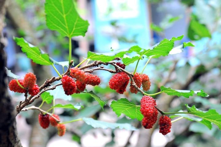 Mulberry is in season at an affordable price, 6 delicious dishes from wild fruits-1