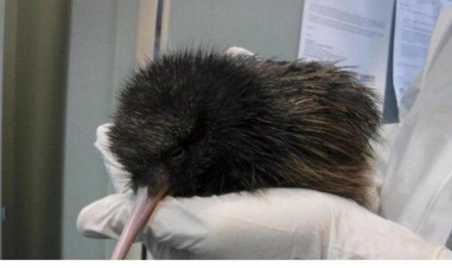 Nhặt được quả trứng lạ, chàng trai hoảng hốt đem thả ngay khi trứng nở-3