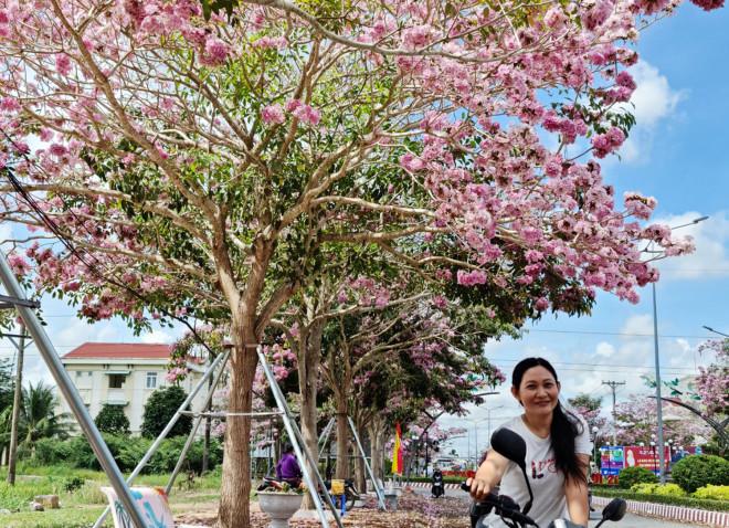 Check-in đường hoa kèn hồng đẹp như phim ở Sóc Trăng-1