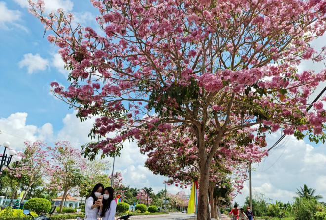 Check-in đường hoa kèn hồng đẹp như phim ở Sóc Trăng-2