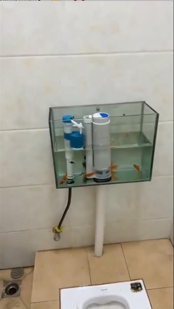 Bồn cầu cá lội tung tăng, đi vệ sinh xong không ai dám xả nước!-1