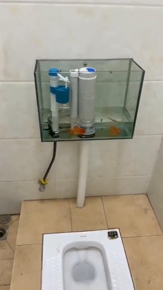 Fish toilets wade around, no one dared to flush after going to the toilet! -2