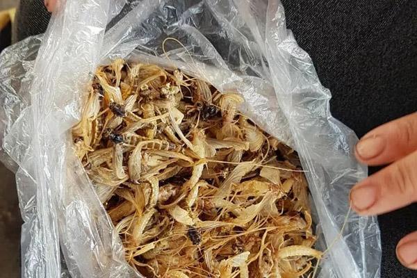 Clip: Chở bạn gái tới gara, thanh niên bị đàn ong bâu đúng chỗ hiểm-1