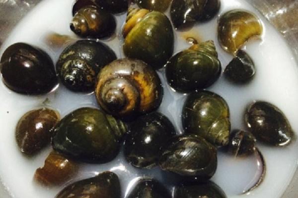 3 effective ways to soak old snails to release all the mud