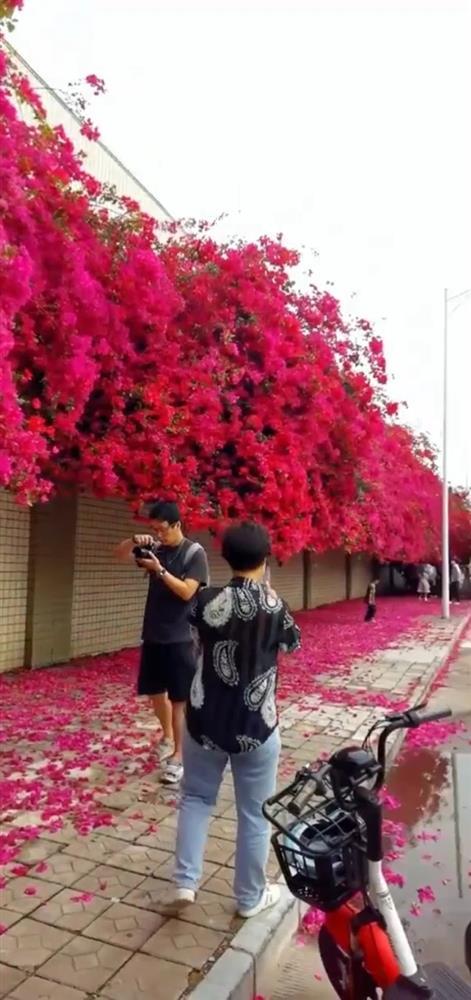 Dàn hoa giấy sống ảo nằm sát Hà Nội lung linh như ở nước ngoài-3