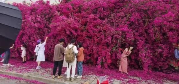 Seamless virtual live bougainvillea close to Hanoi shimmering like in foreign countries-4