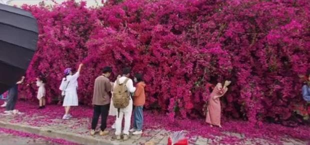 Dàn hoa giấy sống ảo nằm sát Hà Nội lung linh như ở nước ngoài-4