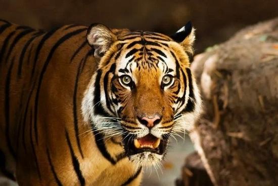 Thần Tài chấm sổ: 4 con giáp khổ trước sướng sau, đổi vận giàu lên vun vút từ 2022-2024