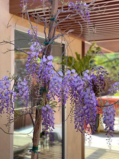 Ngoài sân, hoa đằng tử cũng ra từng chùm, tỏa hương thơm. Hoa hậu cho biết đã trồng cây hoa này từ lâu và gốc cây càng già, hoa càng sai, đẹp.