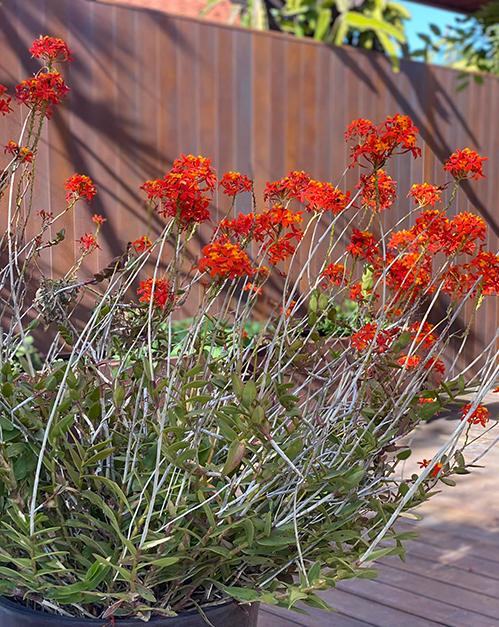 Cô thích cảm giác sống giữa thiên nhiên, bước ra cửa là được hòa mình vào màu sắc của muôn loài hoa. Vì thế, từ lúc chuyển đến sống ở ngôi nhà này, cô đã sưu tập các loại cây ăn trái, cây cảnh và hoa theo sở thích. Trải qua thời gian, khu vườn ngày càng phong phú.