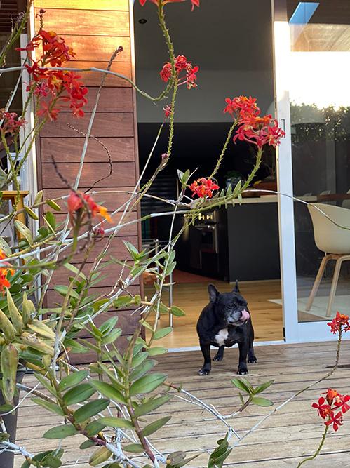 Gần đó, chậu lan nở bông quanh năm và rực rỡ nhất vào mùa xuân. Dương Mỹ Linh lắp hệ thống tưới tự động nên dù cô vắng nhà, những khóm hoa vẫn được chăm chút kỹ lưỡng.