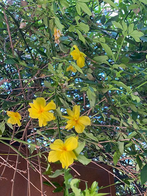 Nhiều loài hoa cô không nhớ tên nhưng đều góp phần làm đẹp không gian sống của cô trên đất Mỹ.