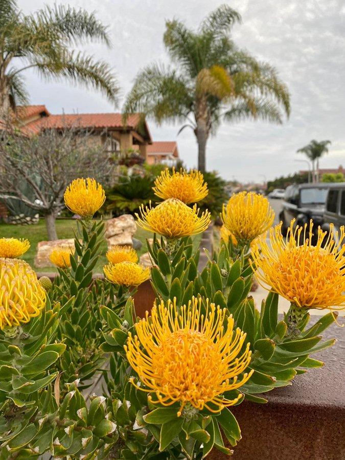 Một trong số những loài hoa Dương Mỹ Linh chọn trồng là protea. Cô cho biết giống hoa này xuất xứ từ vùng khô nóng nên rất dễ chăm sóc. "Tôi trồng hoa trong chậu có đất trộn với cát và đặt ở chỗ nhiều ánh sáng, thỉnh thoảng tưới nước", cô nói.