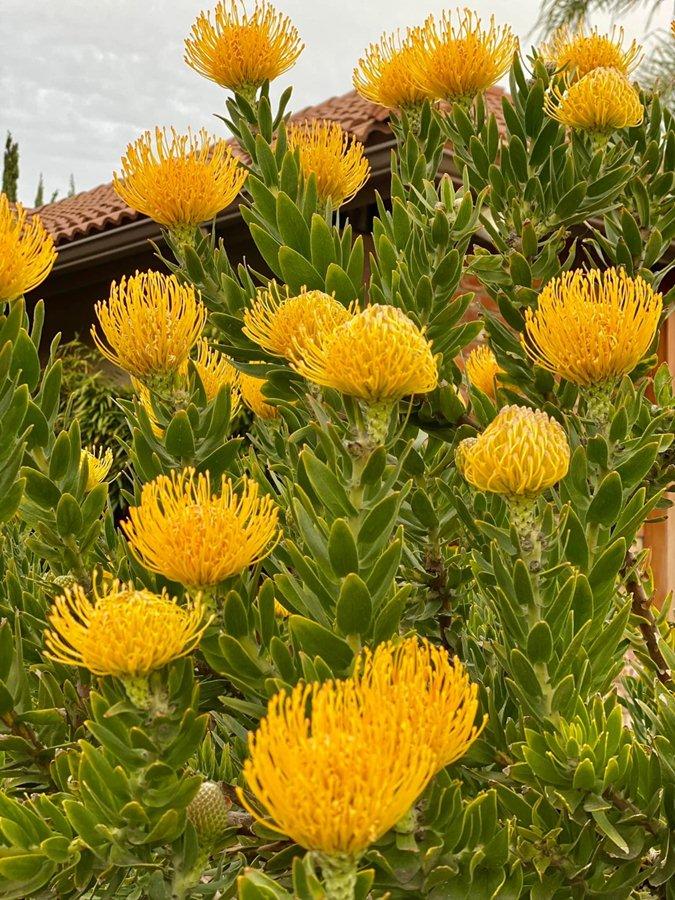 2 tháng trước, Dương Mỹ Linh về Việt Nam ăn Tết. Lúc trở lại Mỹ, cô bất ngờ vì những bông protea nở to, "nhuộm" vàng cả một góc sân. Người đẹp thích thú, cắt những cành tươi nhất mang vào nhà cắm.