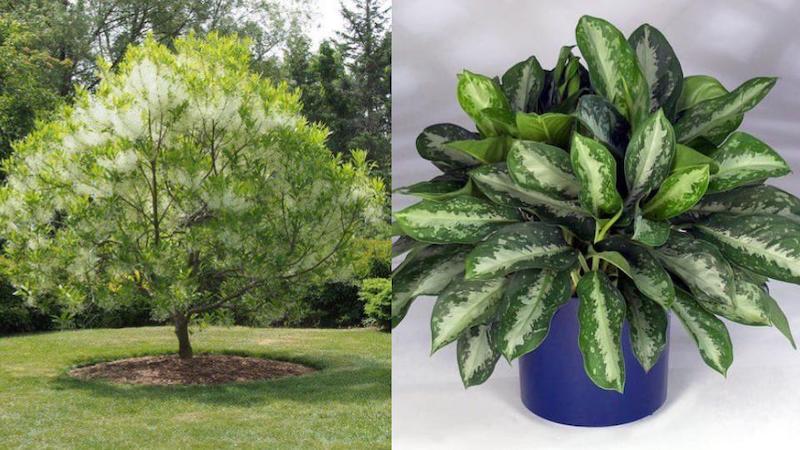 6 loại cây trồng trước cửa nhà chiêu dụ tiền tài phú quý, gia chủ 3 đời hưởng phúc-1