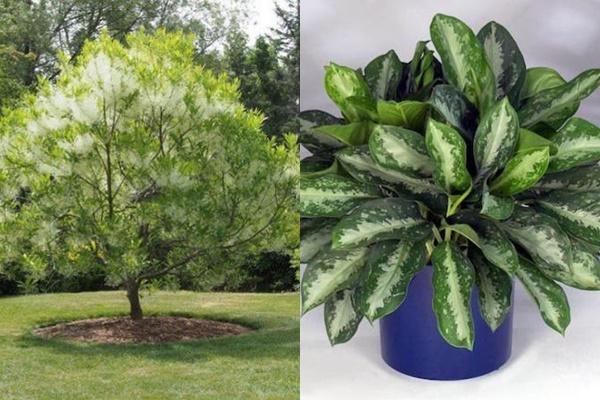 Muốn vận may luôn bên mình thì có 3 điều phụ nữ nên làm vào mùng 1 mỗi tháng-3