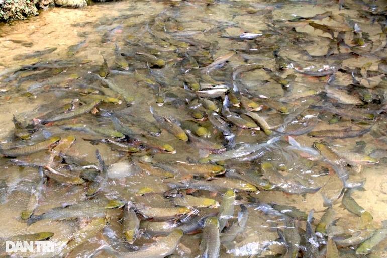 The 3rd magic fish stream in Thanh Hoa and the mysterious story of the queen fish-2
