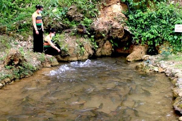 The mysterious story of the queen fish in Thanh Hoa fish stream