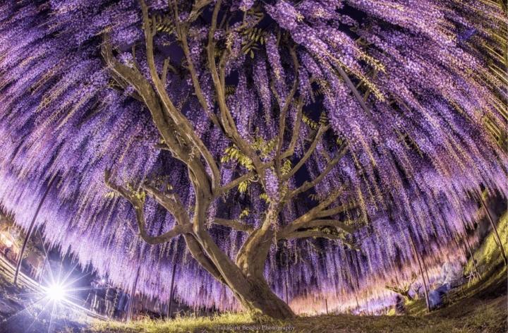 The surreal fairy scene of the world's most beautiful wisteria tree-1