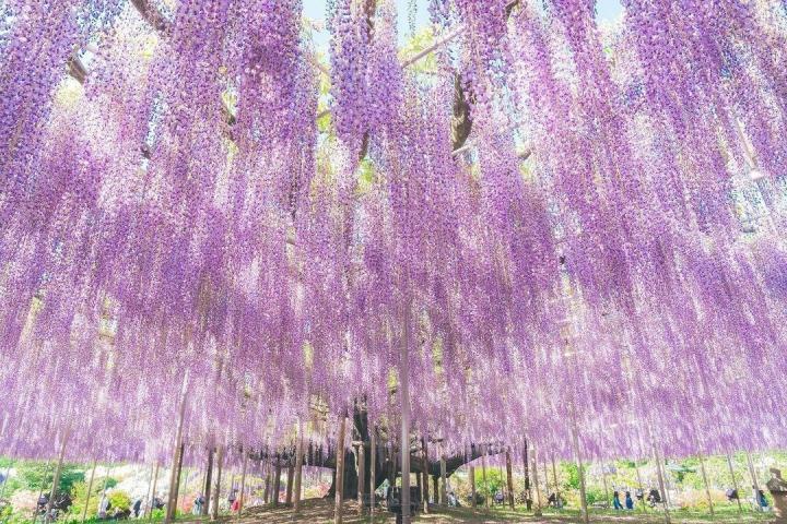 The surreal fairy scene of the world's most beautiful wisteria tree-2