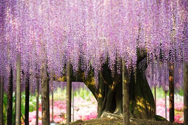 The surreal fairy scene of the world's most beautiful wisteria tree-3